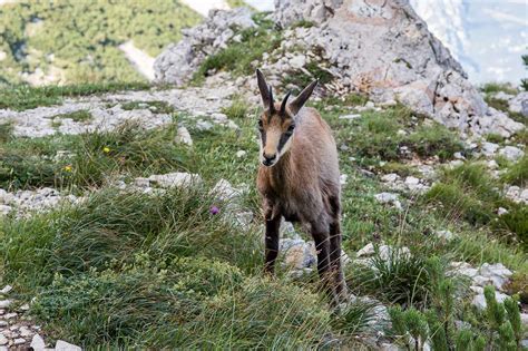 il paradiso di mr prada|Flora e Fauna Monte Baldo .